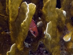 Reef Squirelfish (4